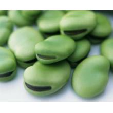 嫩胡豆 500g/斤
