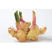 子姜 嫩姜 生姜 500g/斤