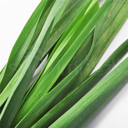 香蒜苗 500克/斤