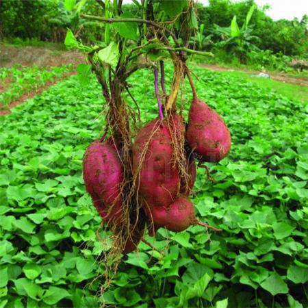 红心红苕 500g/斤