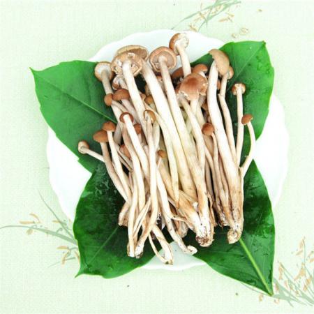 茶树菇 1件/5斤