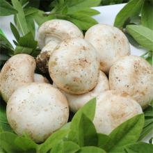 白蘑菇 500克/斤