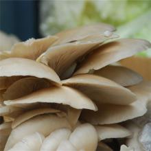 平菇 500克/斤