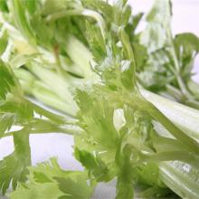 芹菜 500克/斤