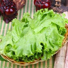 生菜 500g/斤