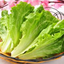 生菜 500g/斤