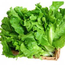 生菜 500g/斤