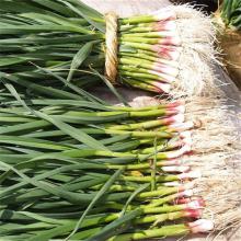 香蒜苗 500克/斤