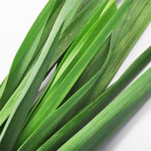 香蒜苗 500克/斤