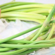 新鲜蒜薹 500克/斤