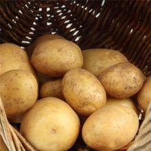 土豆 洋芋 500克/斤