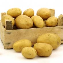 土豆 洋芋 500克/斤