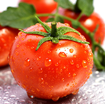 西红柿 番茄 500克/斤
