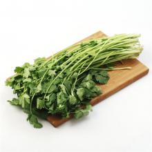 香菜 50g/两