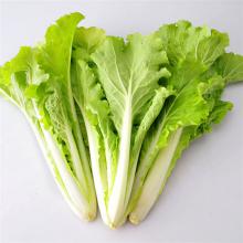 小白菜 500克/斤