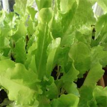 小白菜 500克/斤