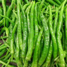 小青椒 尖椒 500克/斤