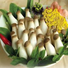 杏鲍菇500g/斤