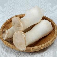 杏鲍菇500g/斤