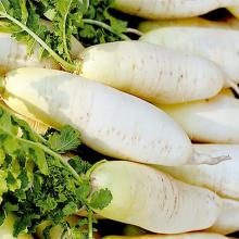 白萝卜