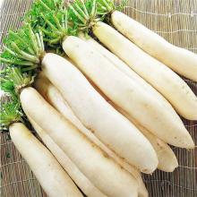 白萝卜