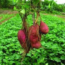 红心红苕 500g/斤