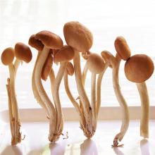 茶树菇 1件/5斤