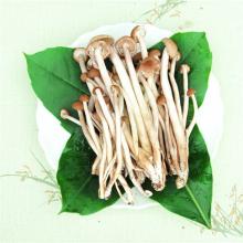 茶树菇 1件/5斤