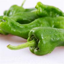 薄皮大青椒 500克/斤