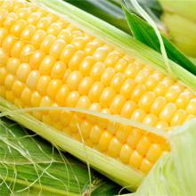 带壳玉米 500g/斤