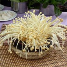 金针菇 500g/斤
