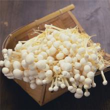 金针菇 500g/斤