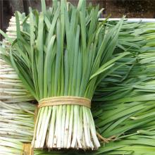 大韭菜 500克/斤