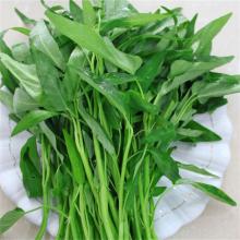 水空心菜 500克/斤