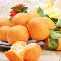 砂糖橘 500g/斤