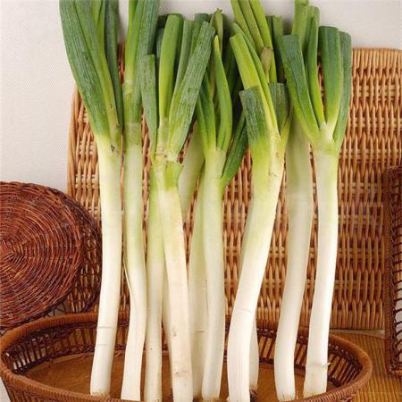 大葱 500g/斤