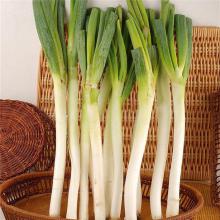 大葱 500g/斤