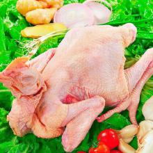 三黄鸡（直9）/亿鑫