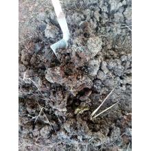 农家有机发酵鸡粪肥 通用肥 花卉蔬菜肥 跑山鸡鸡粪肥2.5kg