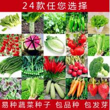 蔬菜种子 阳台蔬菜 菜种子菜籽 四季易种