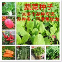 蔬菜种子 阳台蔬菜 菜种子菜籽 四季易种