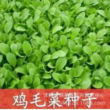 蔬菜种子 阳台蔬菜 菜种子菜籽 四季易种