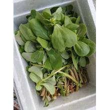 马齿笕（野菜）/斤